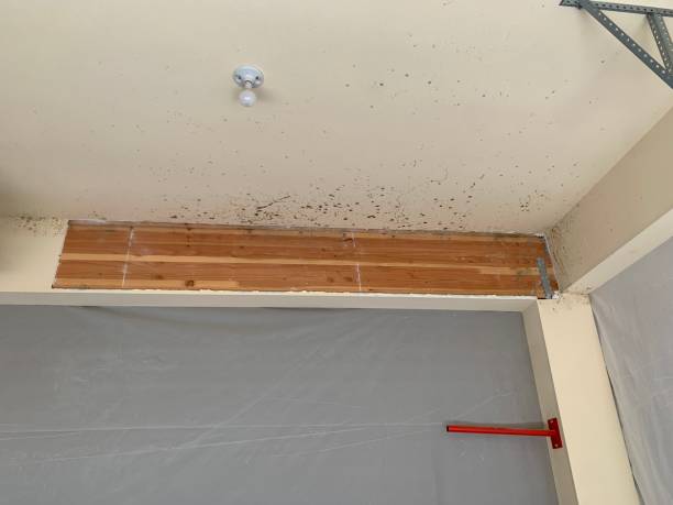 Mold Remediation for Vacation Homes in Essex Village, CT